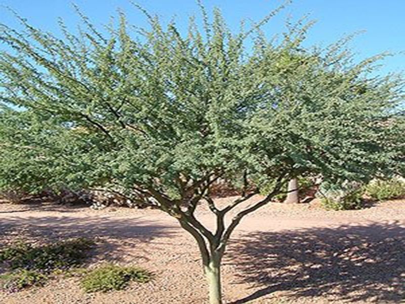 Palo Brea Tree