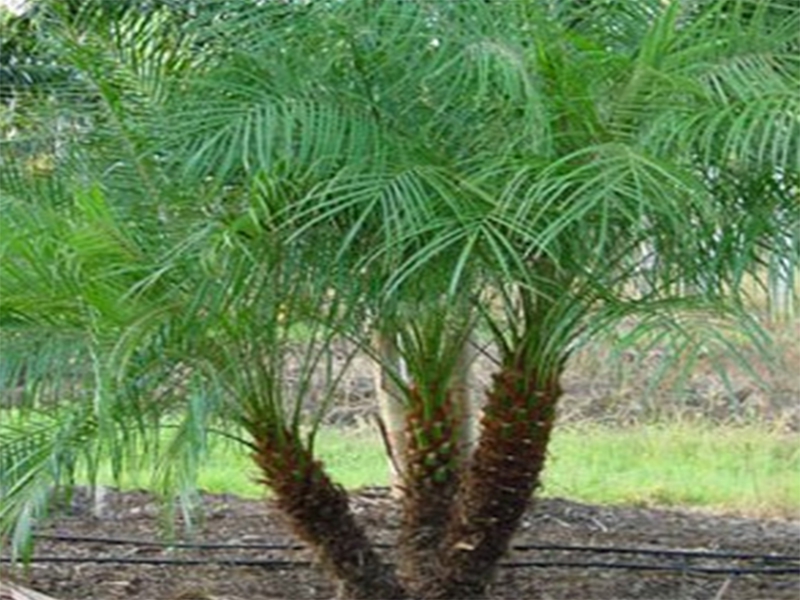 Pigmy Date Palm