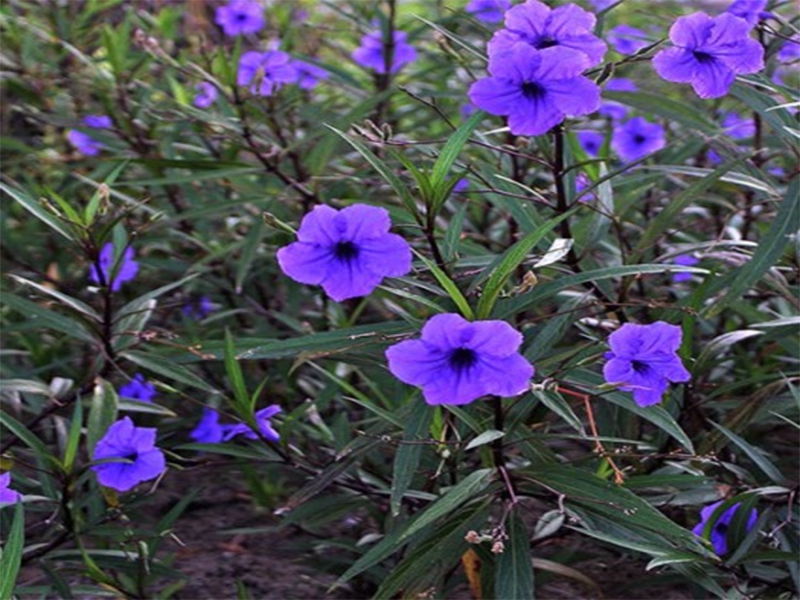 Purple Ruellia