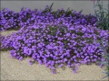 Purple Lantana